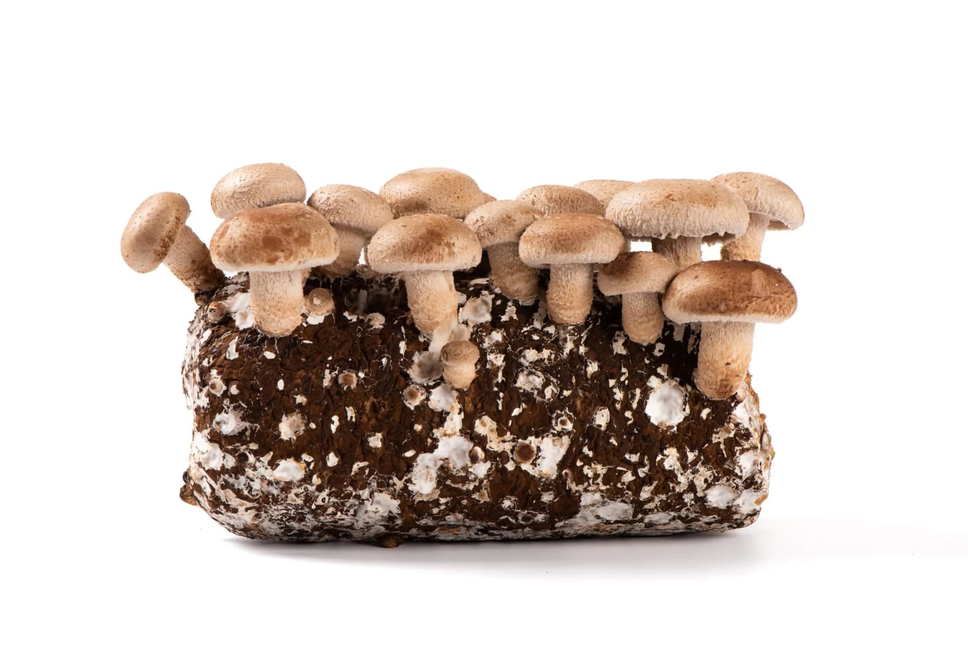Fresh Shiitake
